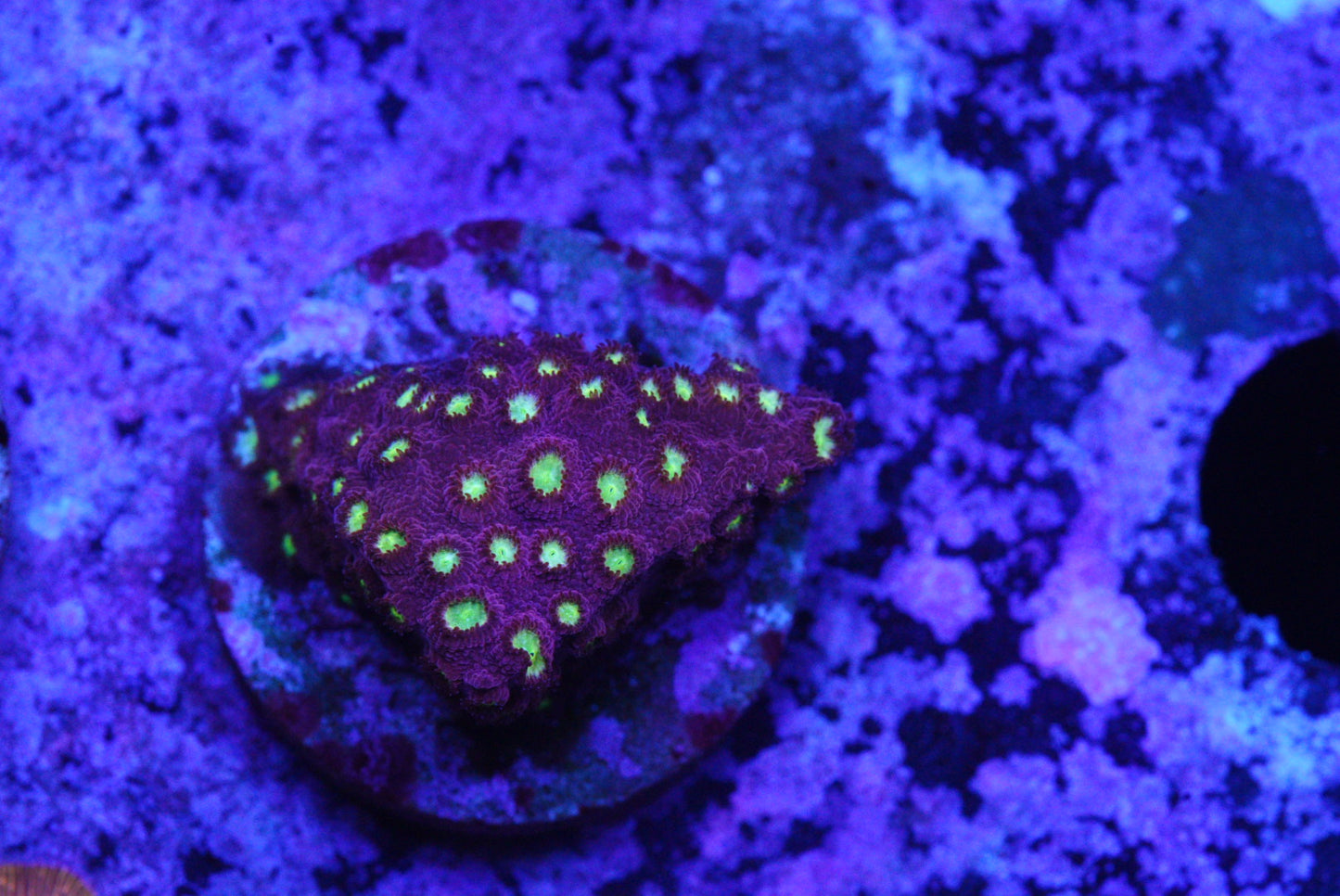 ALIEN POX cyphastrea