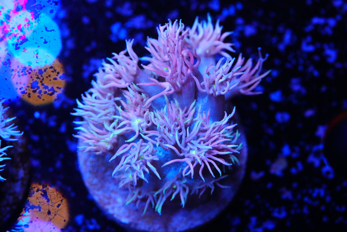 RF Strawberries & cream Goniopora