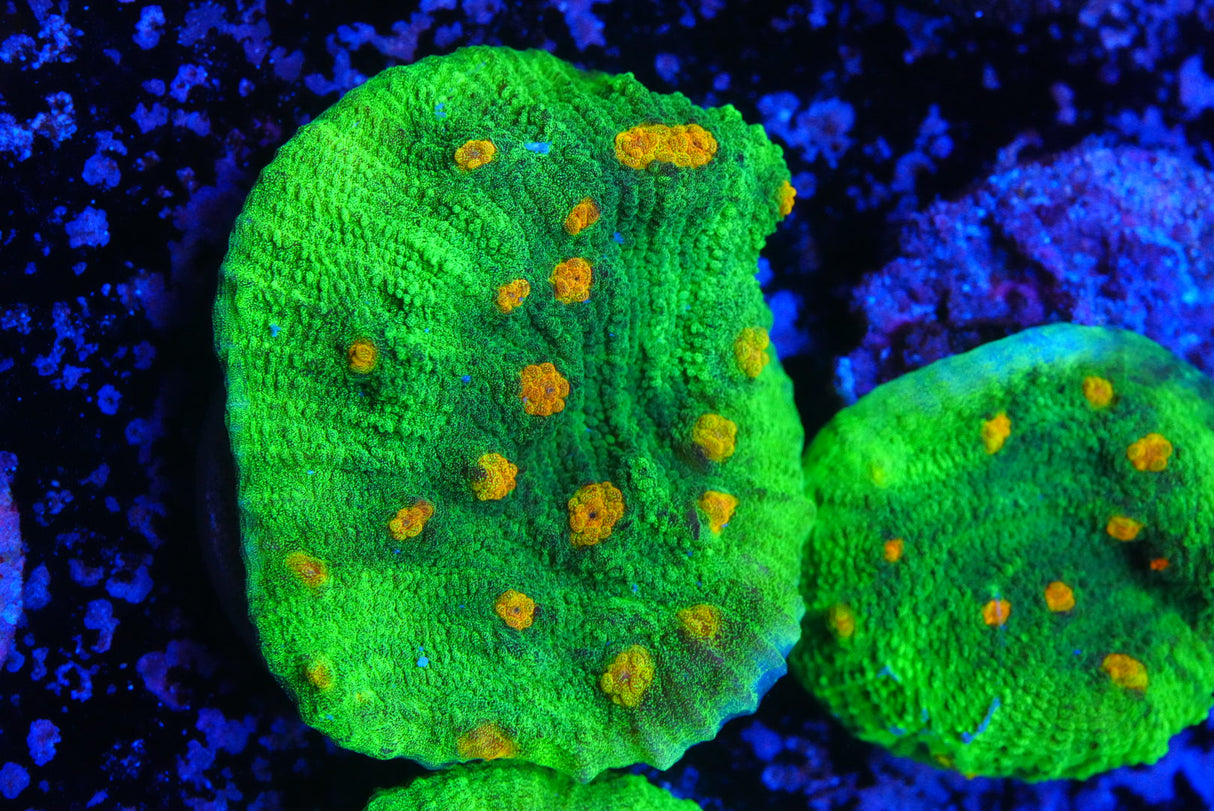 Space invader chalice