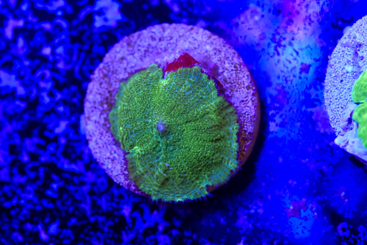 Rhodactis green mushroom