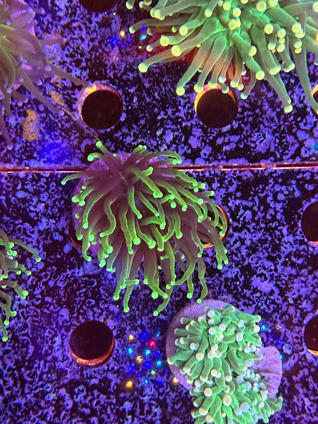 Dragon soul torch coral