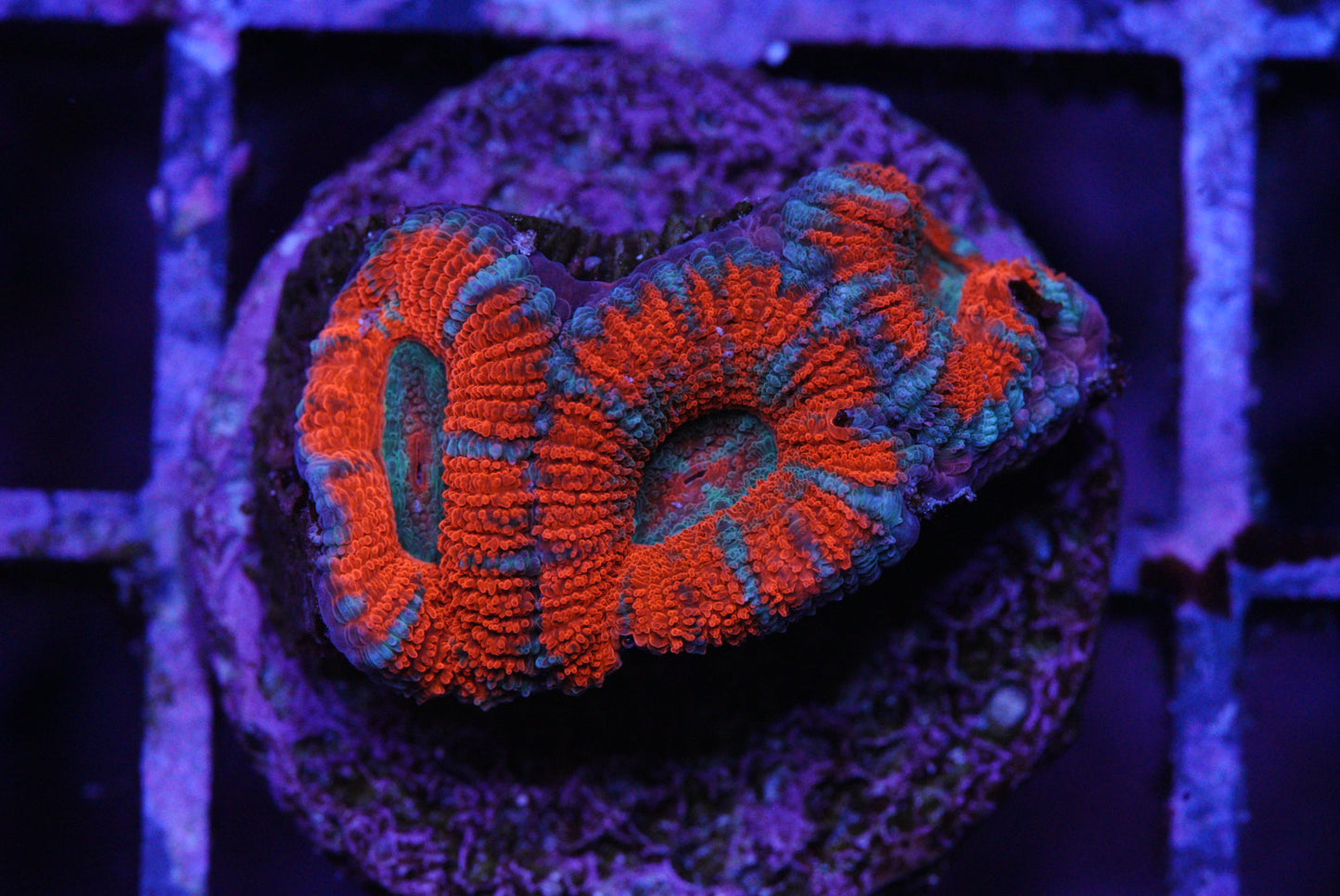 Rainbow Acan