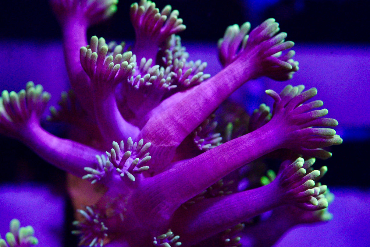 WWC Hollywood nights goniopora