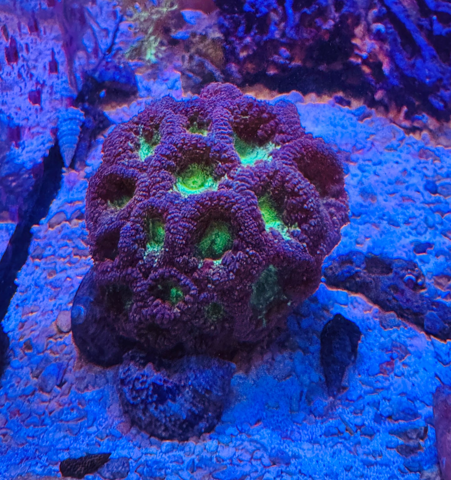 Blastomussa colony