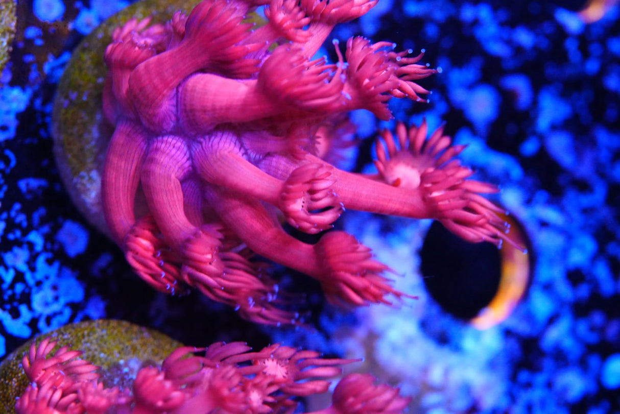Red Goni