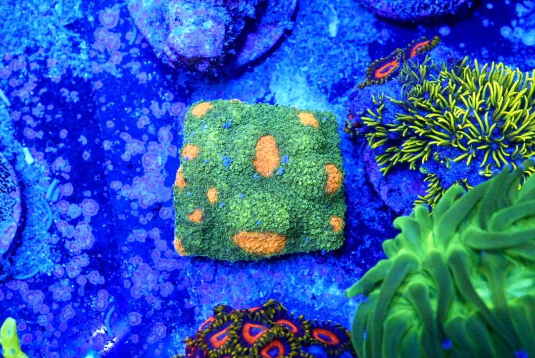 Space invader chalice