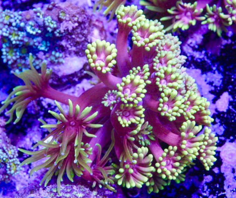 WWC Hollywood nights goniopora