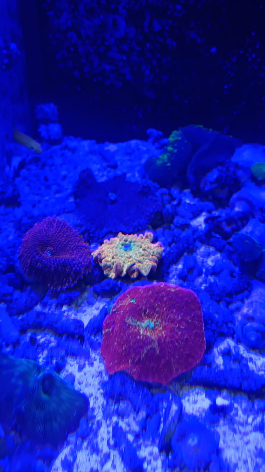 Rare mushroom