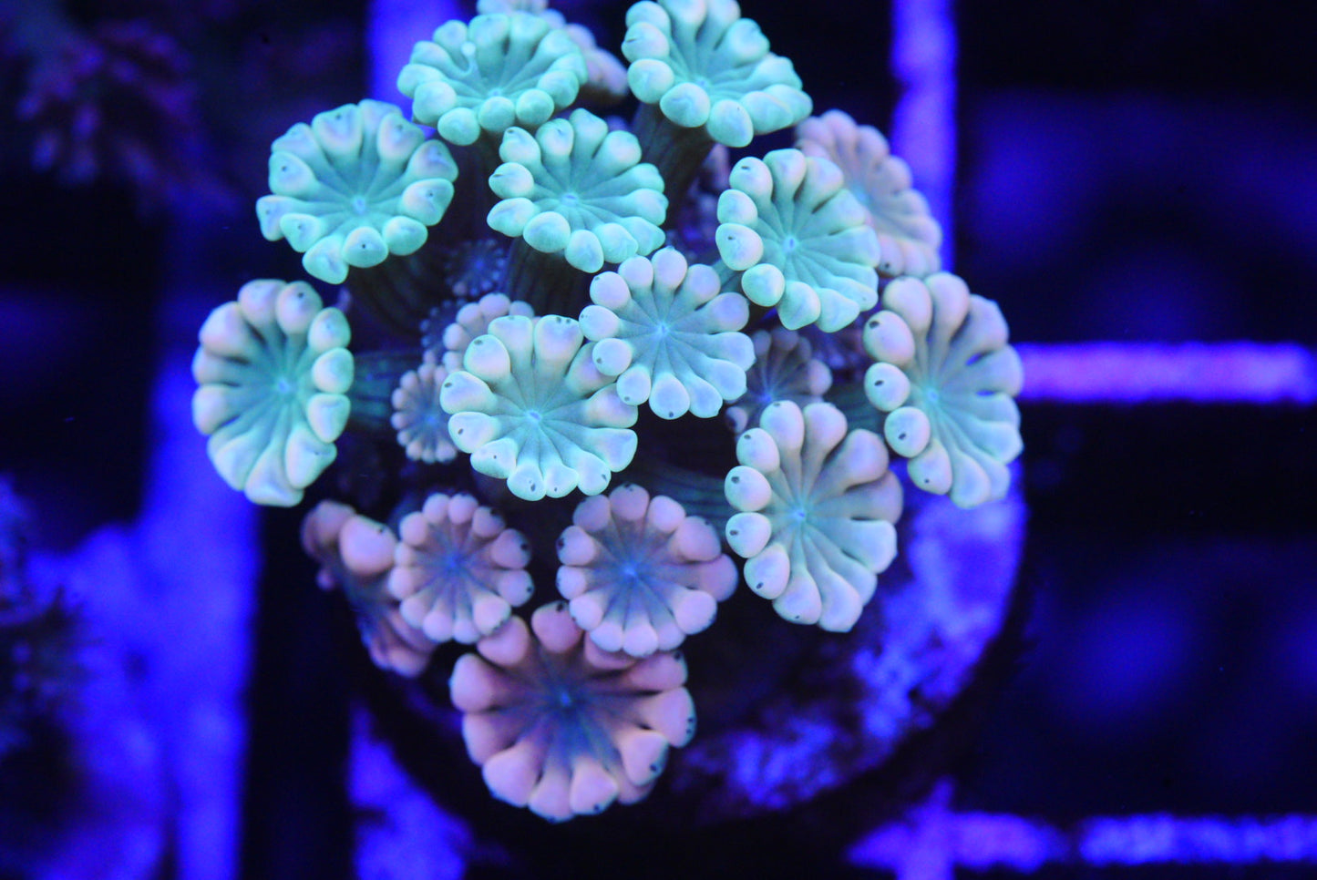 Rose alveopora
