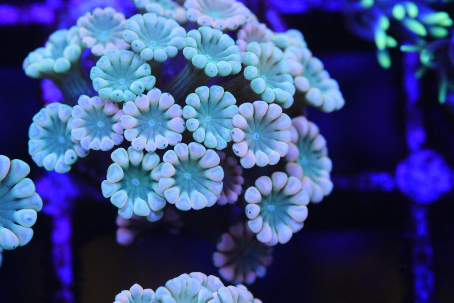 Rose alveopora