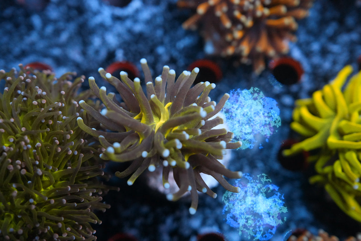 GLITTER Torch corali