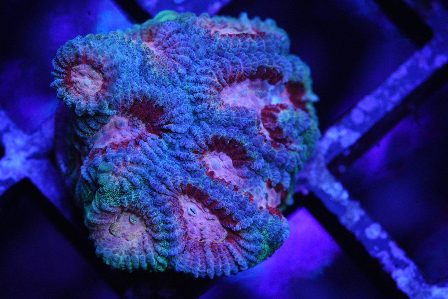 PASTEL FAVIA
