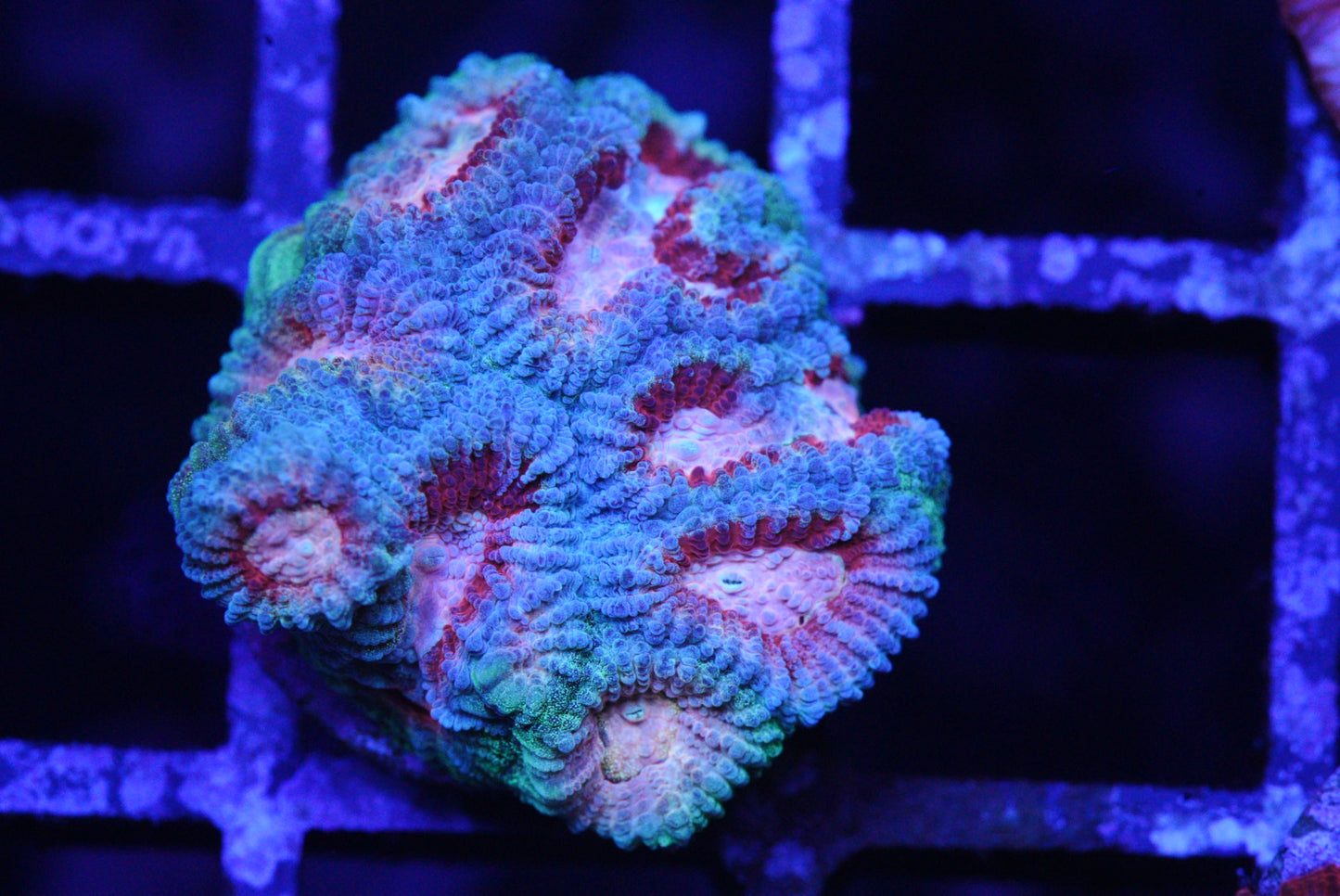 PASTEL FAVIA