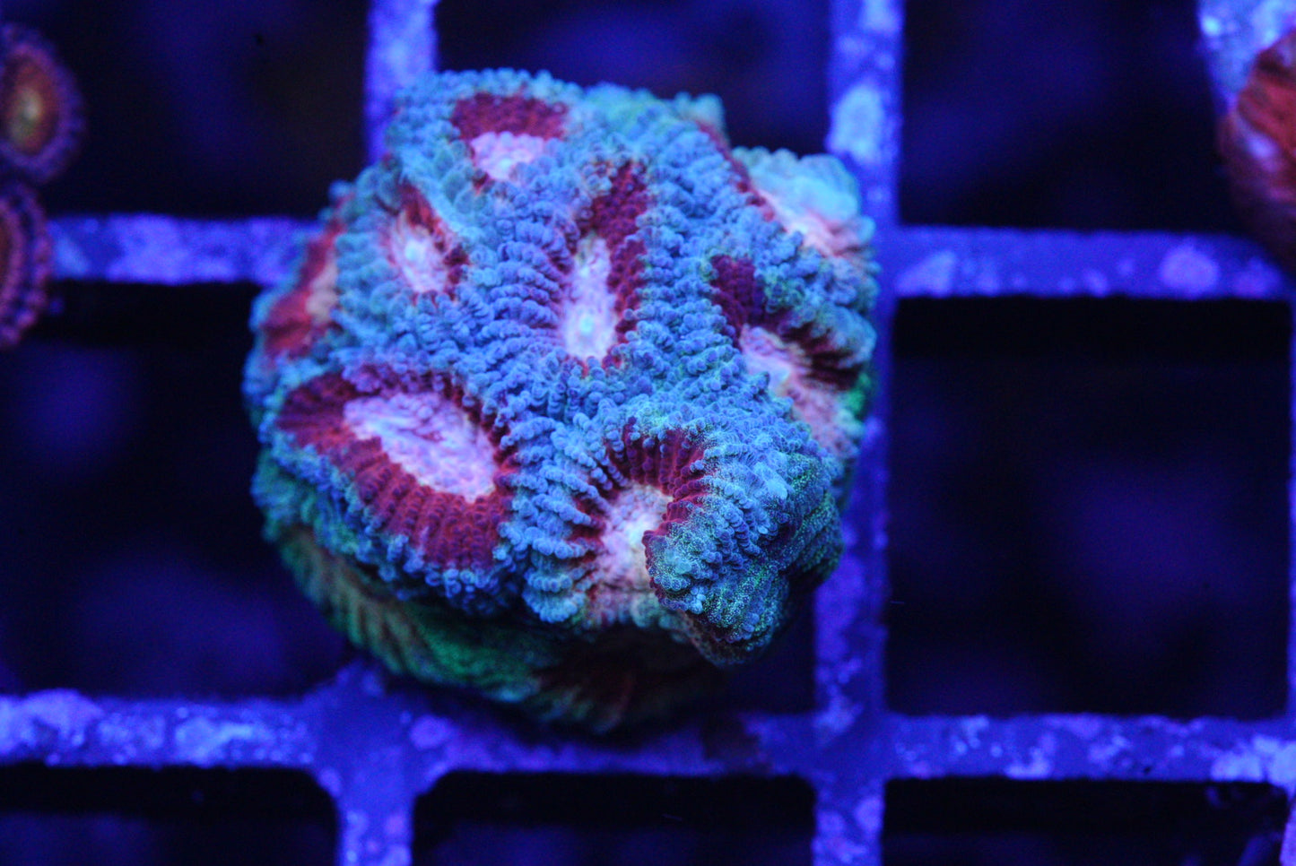 PASTEL FAVIA