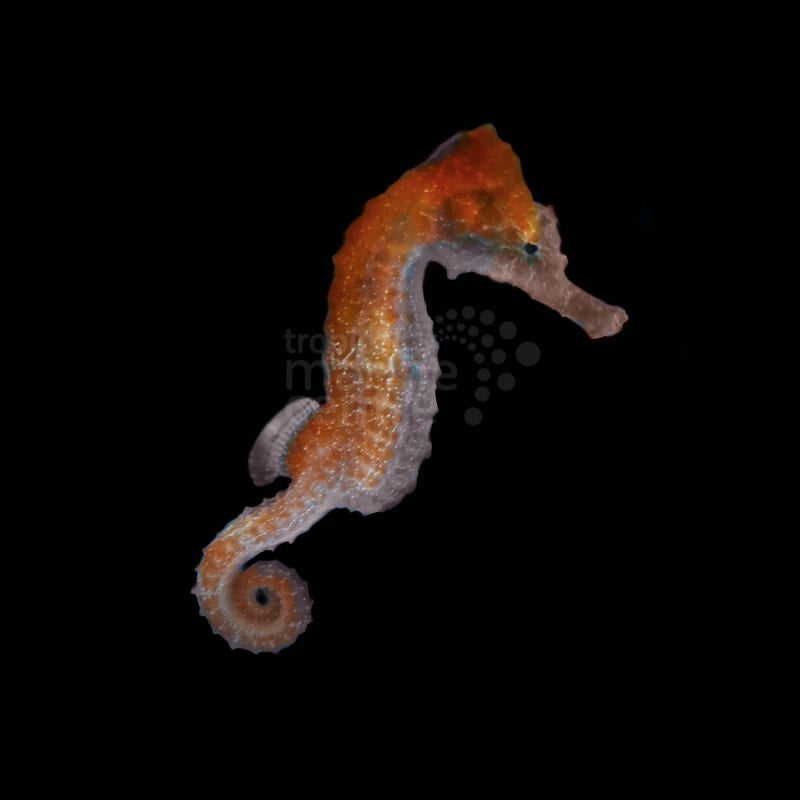 Seahorse