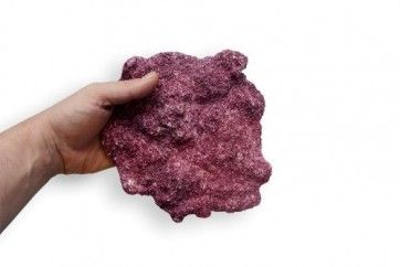 Real Reef Rock Nano Shelf (Per Piece) – Natural Reef Rock Shelf