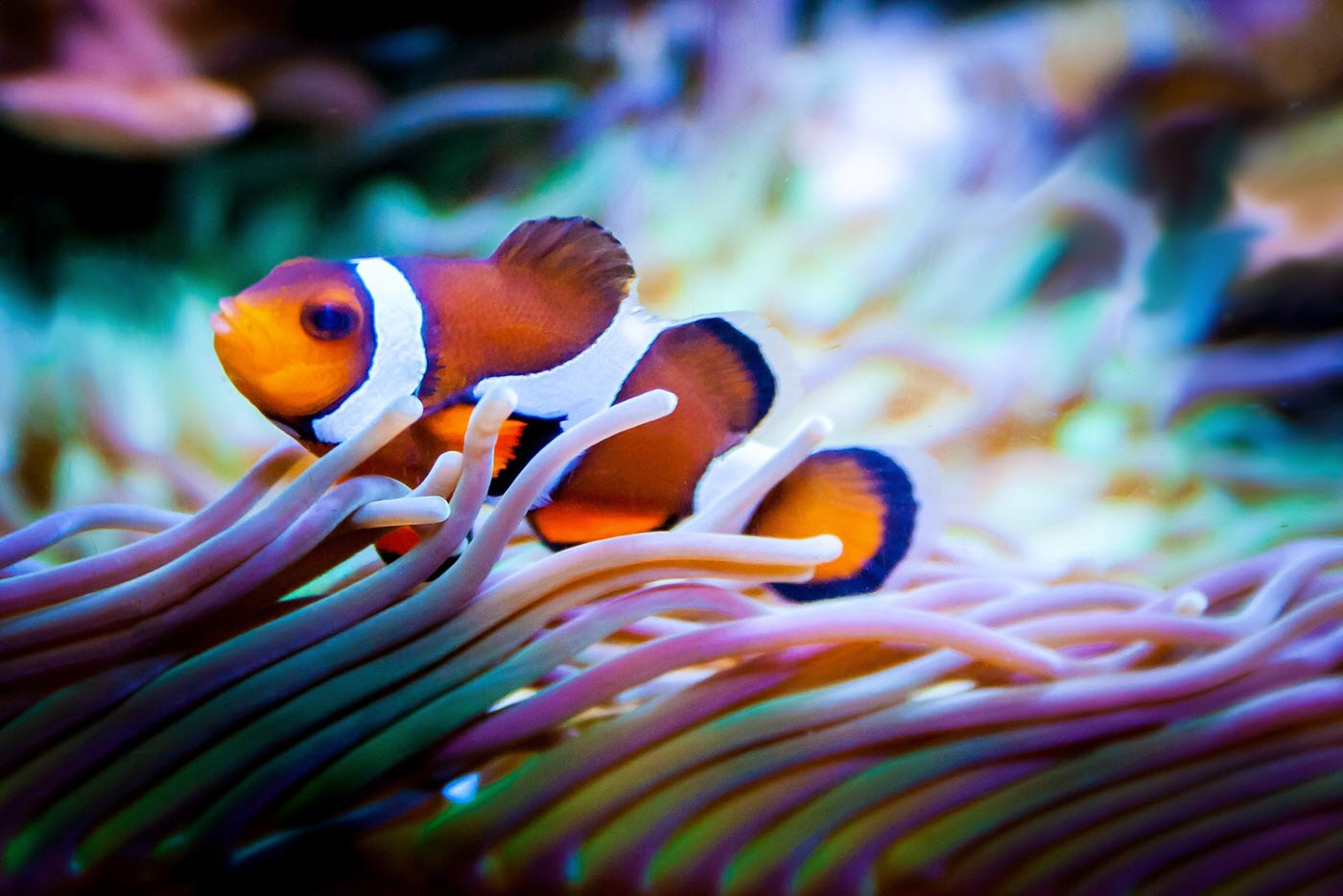 Keeping Clownfish in the home aquarium & what are 'designer' clownfish?