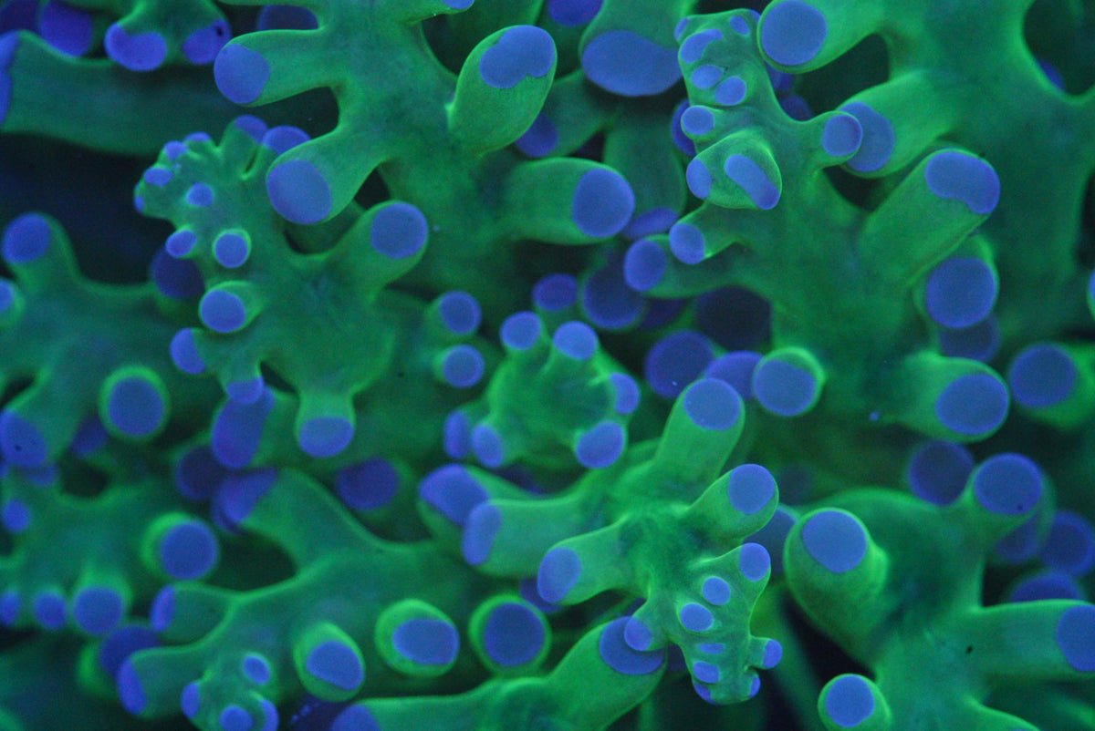 FROGSPAWN – Reef-freaks