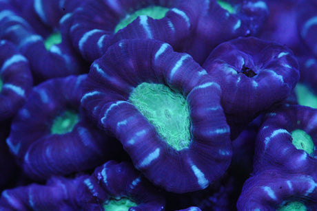 Caulastrea