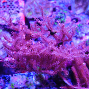 Gorgonian