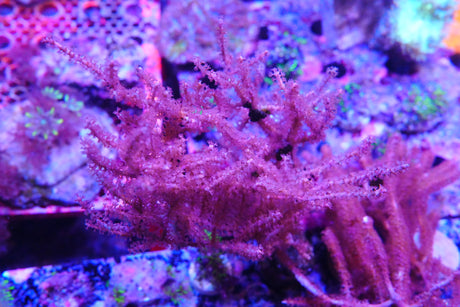 gorgonian