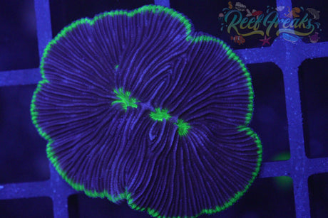 Fungia plate coral