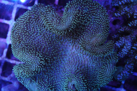 leather corals