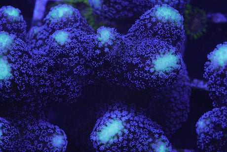 STYLOPHORA