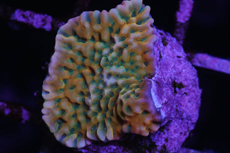 MONTIPORA