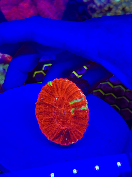 All corals