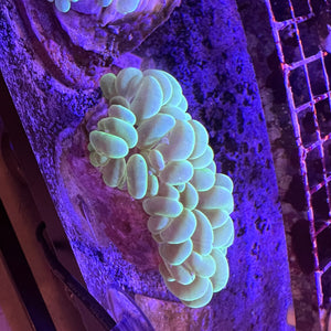 Bubble coral