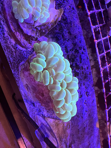BUBBLE CORAL