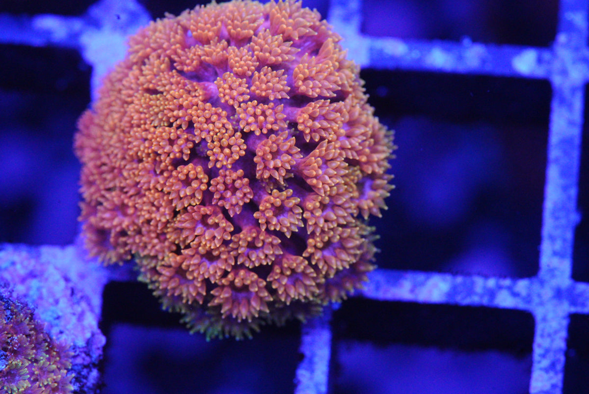 ALL LPS – Reef-freaks