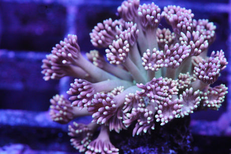 GONIOPORA