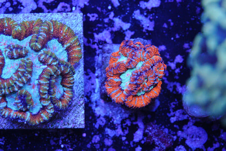 symphylia