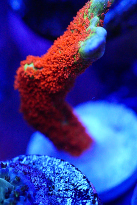 ACROPORA