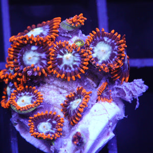 Zoa