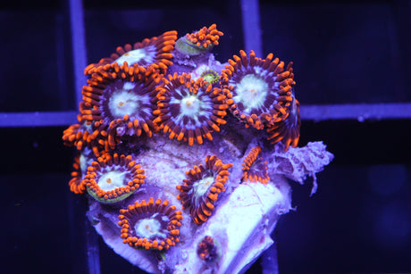ZOA