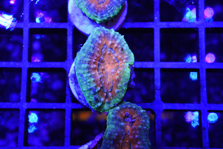 LOBOPHYLLIA