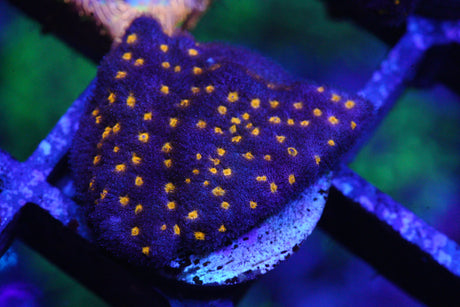 LEPTASTREA