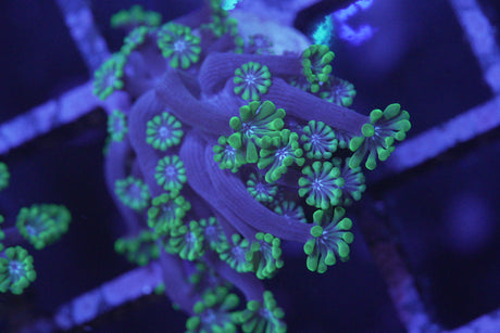 ALVEOPORA