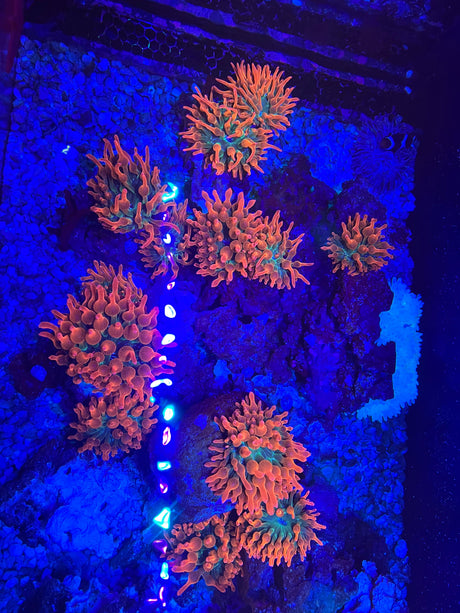 ANEMONE