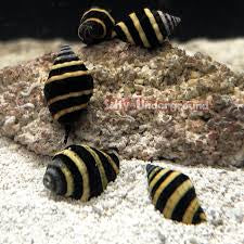 Fish and Inverts