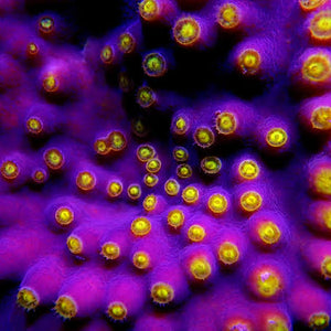 Turbinaria