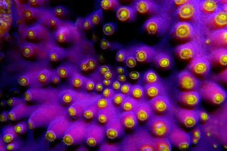 Turbinaria