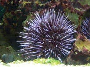 white spike urchin