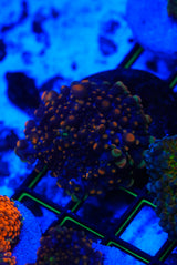 Godzilla mushroom