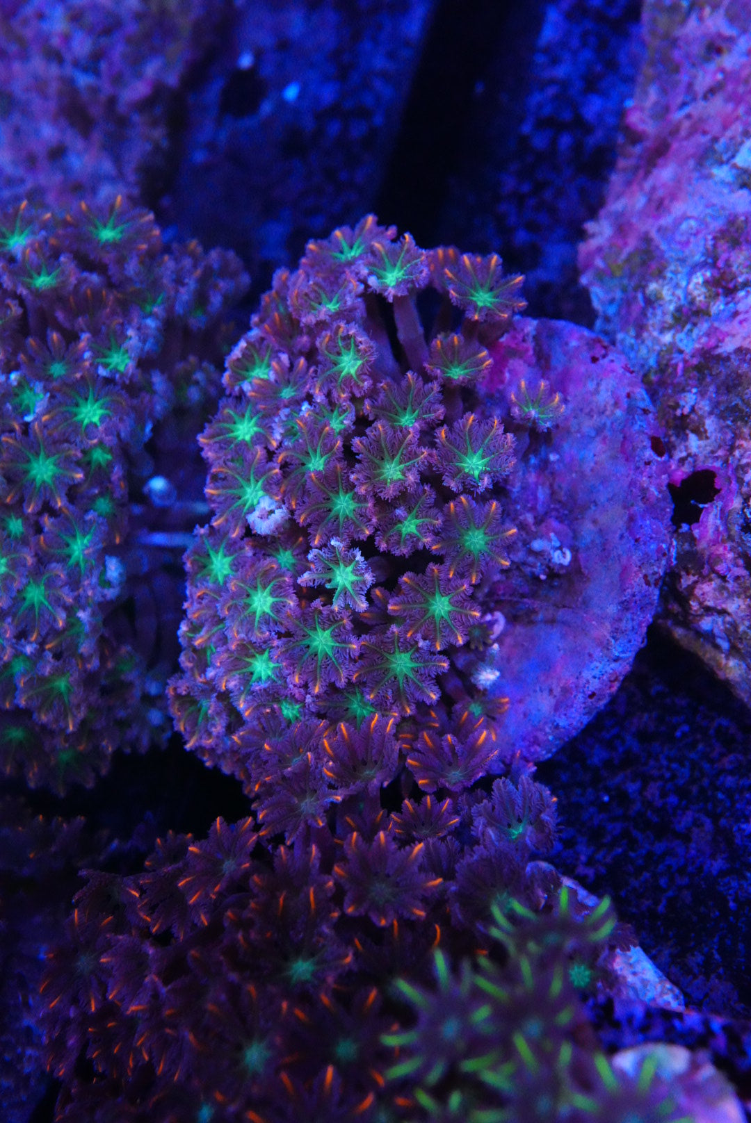 Firework Clove polyp colony