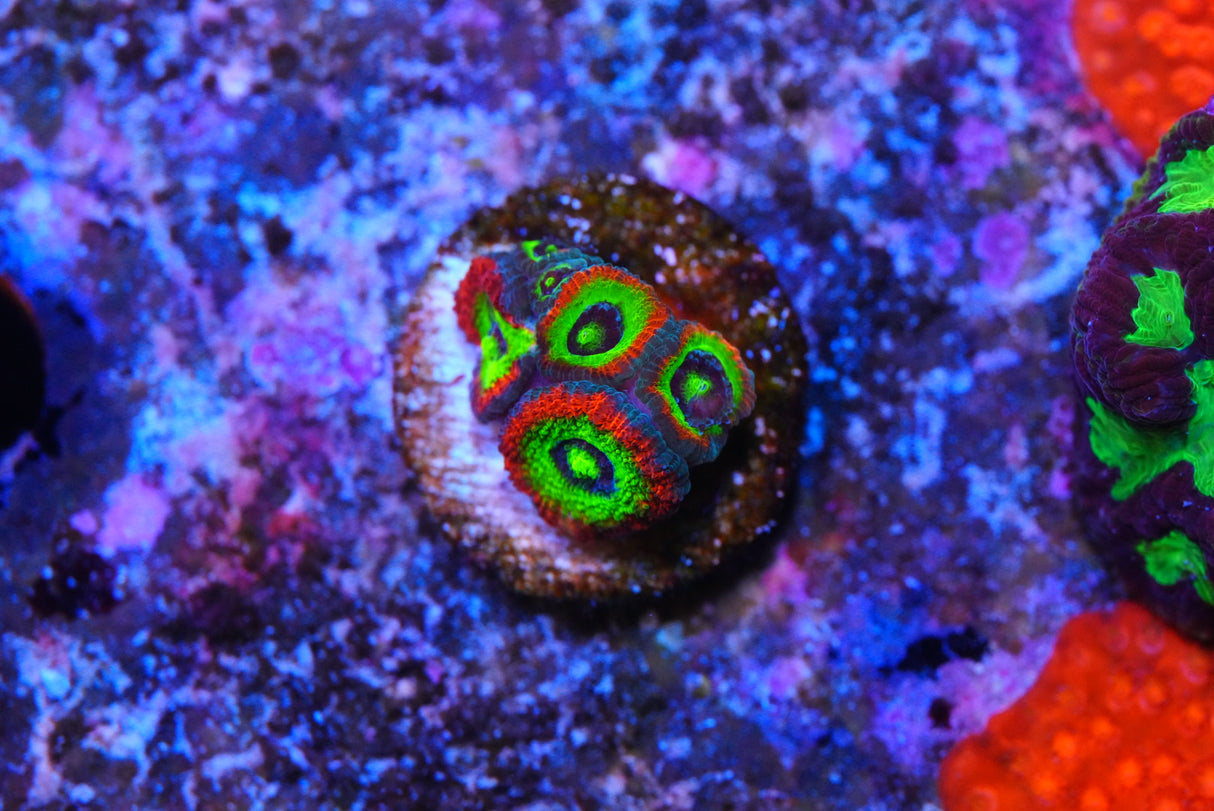 Holygrail micromussa