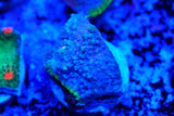 Jelly bean Chalice frags